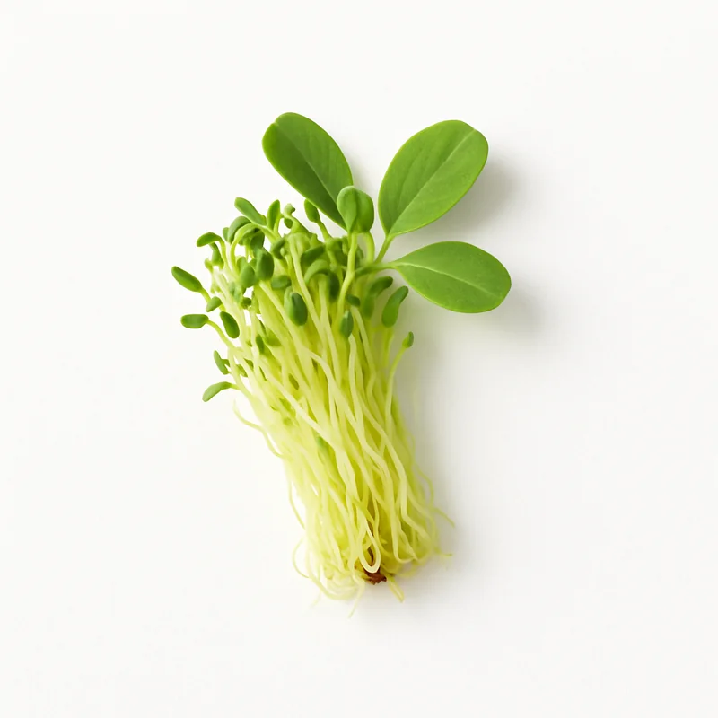 Alfalfa Seed — image 1 of 3