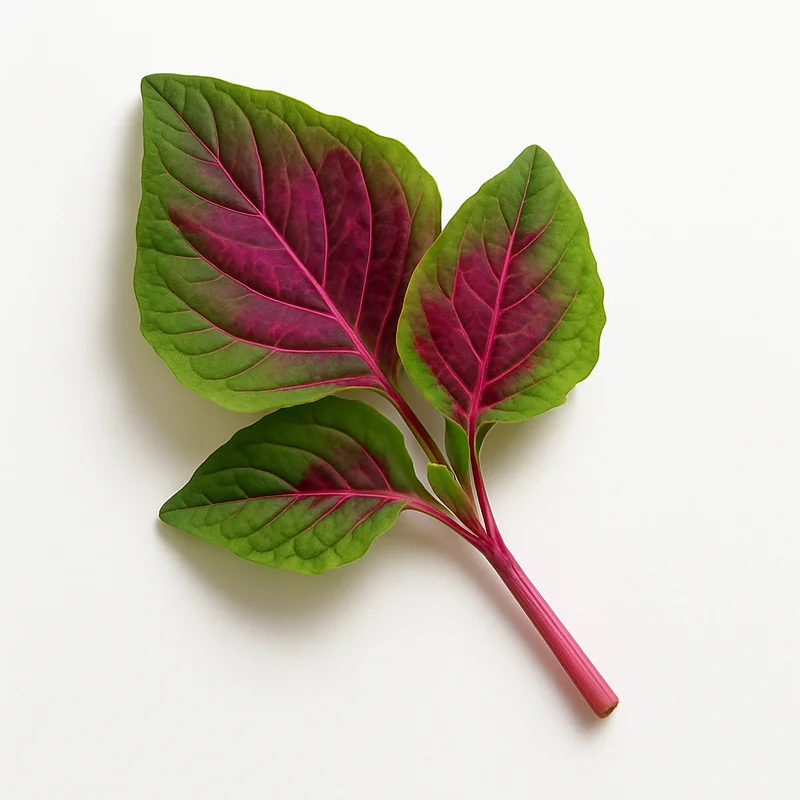 Amaranth Leave — image 1 of 3