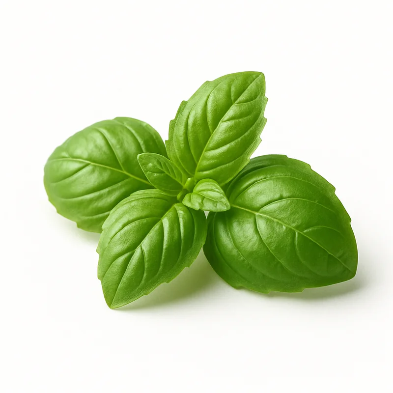 Basil — image 3 of 3