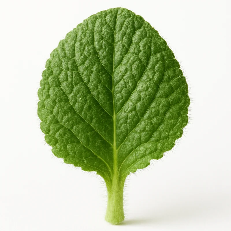 Borage — image 3 of 3