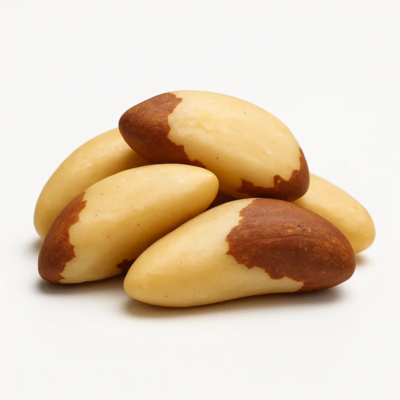 Brazil Nut — image 3 of 3