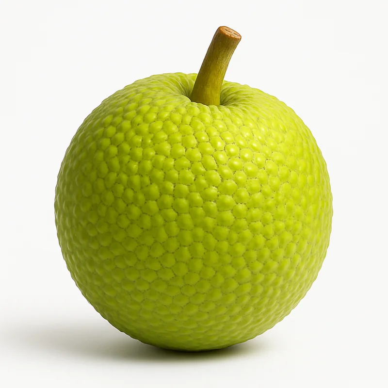 Breadfruit — image 3 of 3
