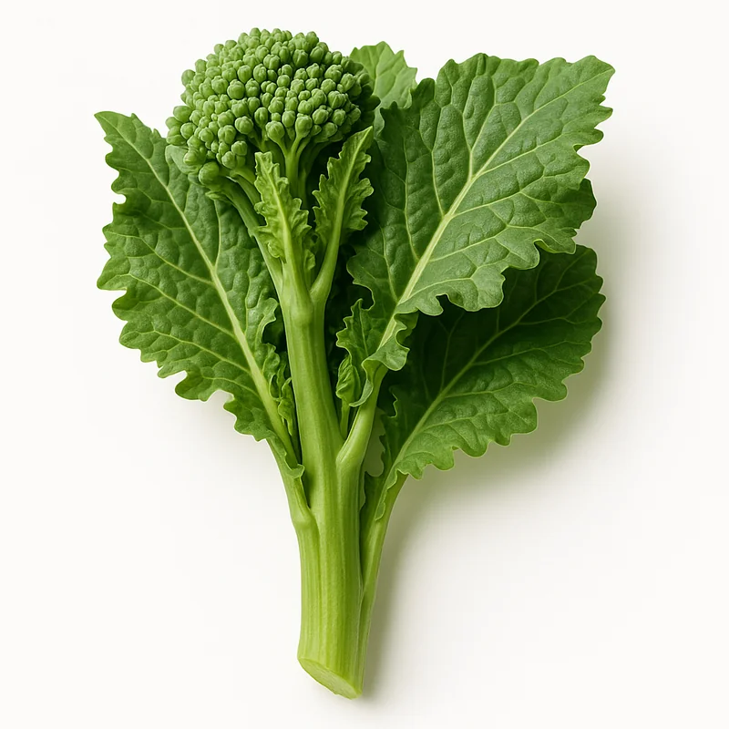 Broccoli Raab — image 3 of 3
