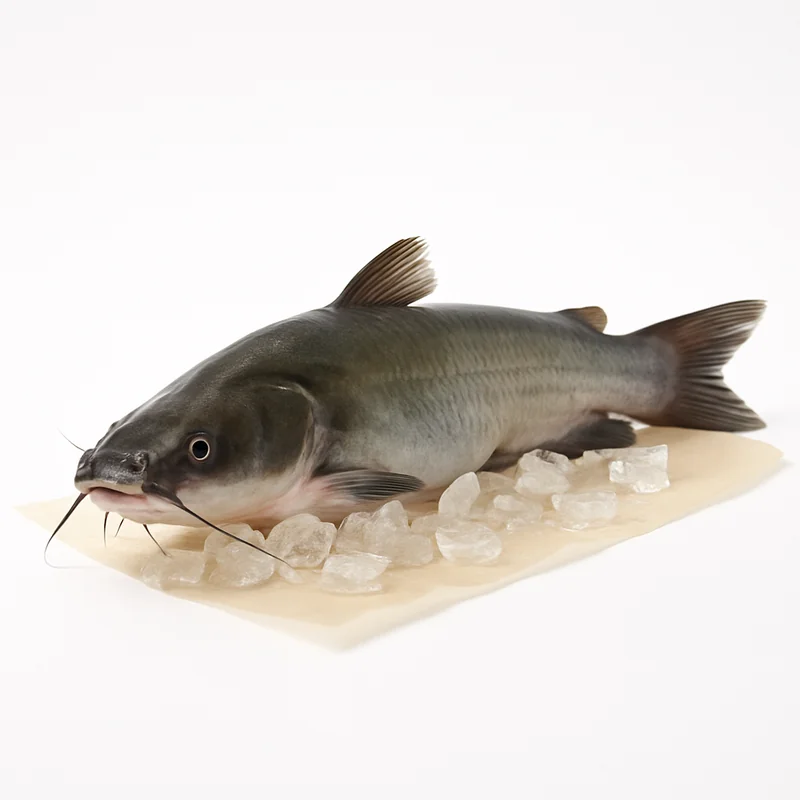 Catfish — image 2 of 3