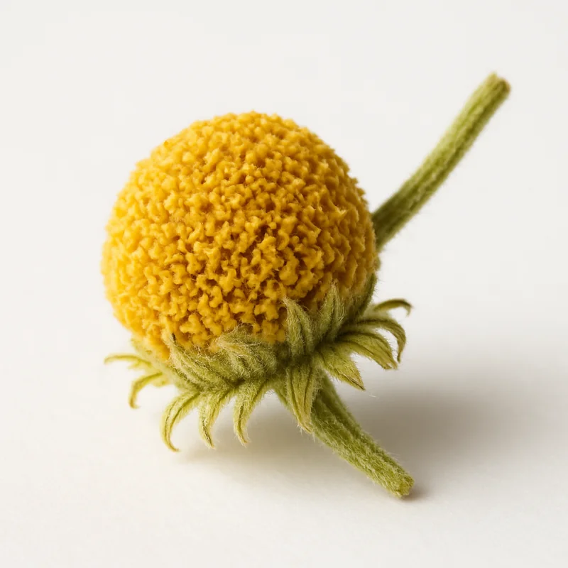 Chamomile (Dried) — image 3 of 3