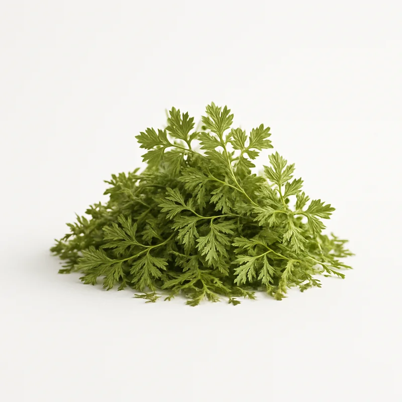 Chervil (Dried) — image 2 of 3