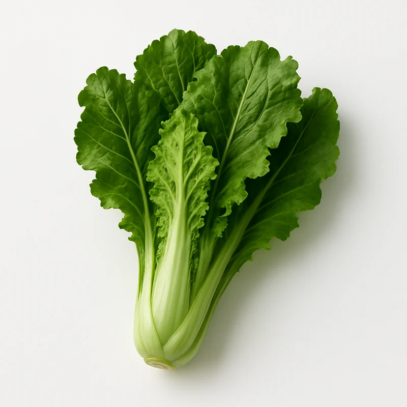 Chicory Green