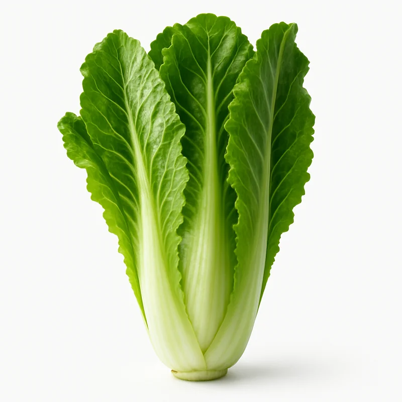 Chicory Green — image 3 of 3