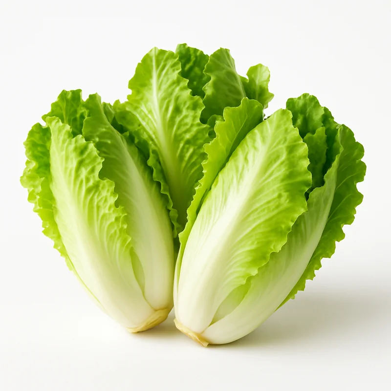 Chicory — image 2 of 3