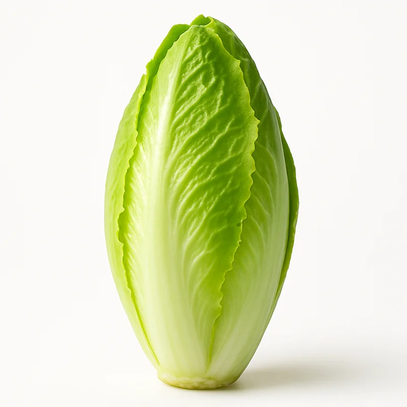 Chicory — image 3 of 3