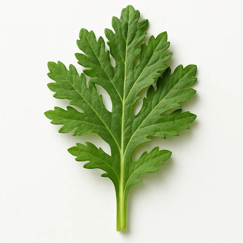 Chrysanthemum Leave — image 1 of 2