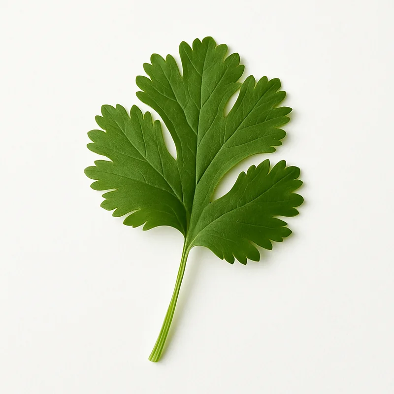 Coriander (Cilantro) Leave — image 1 of 1