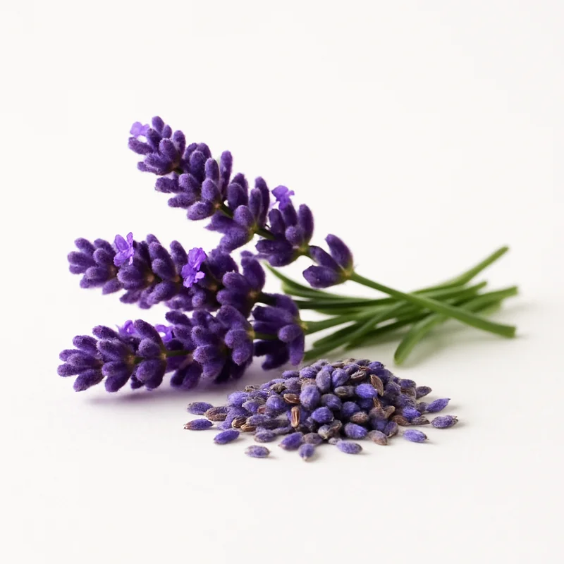 Culinary Lavender — image 2 of 3