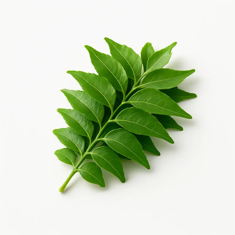 Curry Leaf — image 1 of 3