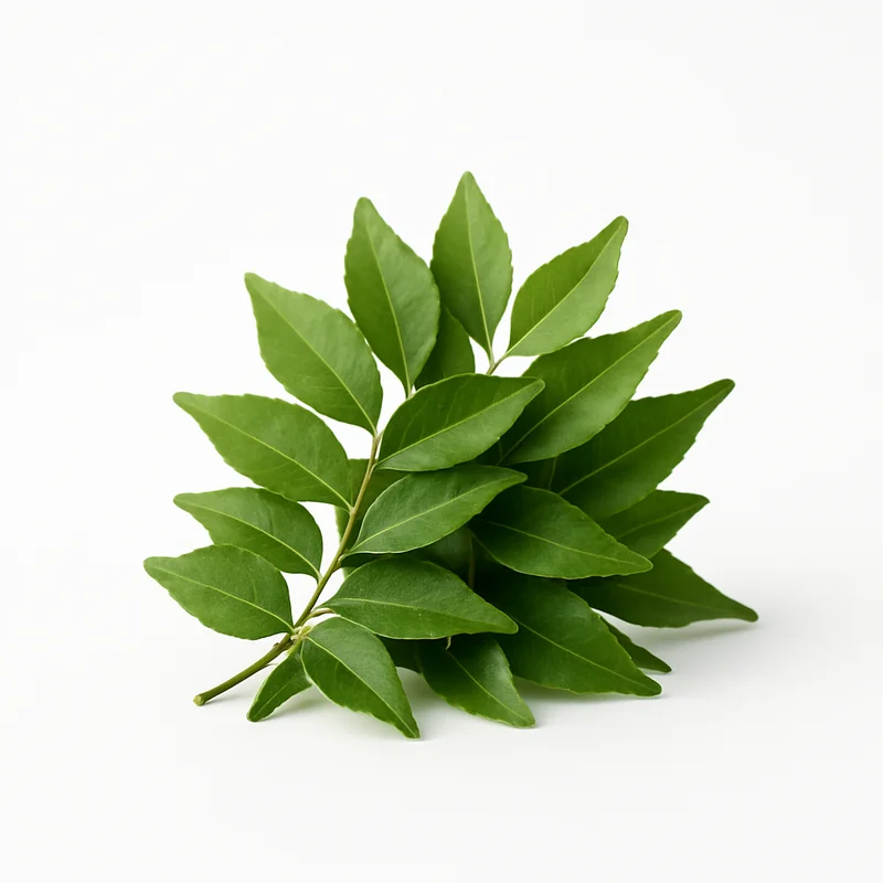 Curry Leaf — image 2 of 3