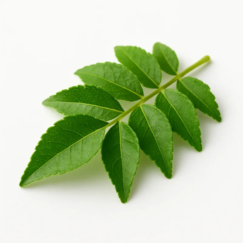 Curry Leaf — image 3 of 3