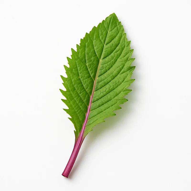 Fireweed — image 1 of 1