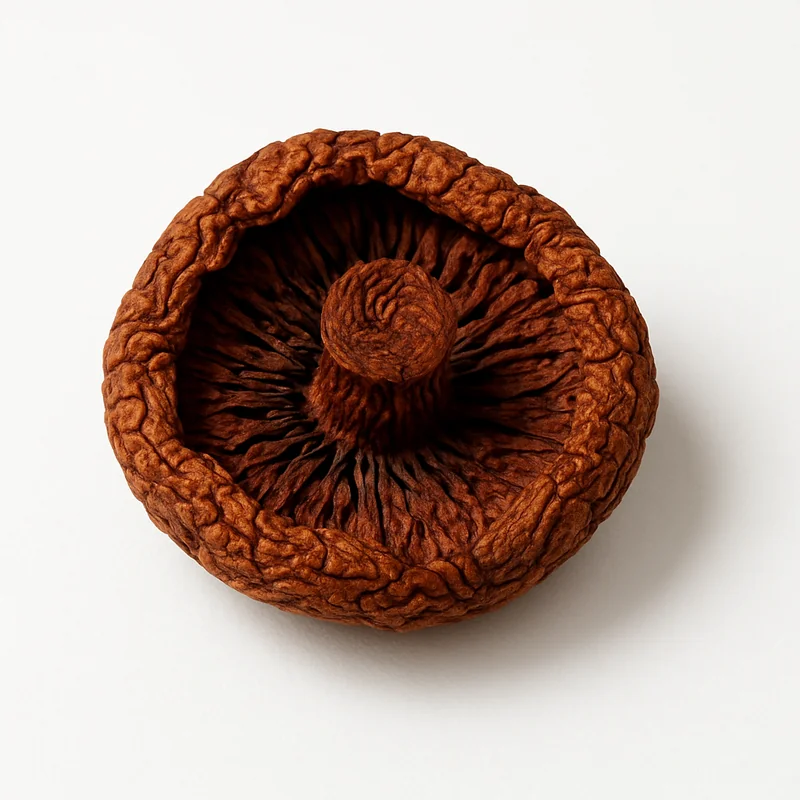 Fungi — image 1 of 1