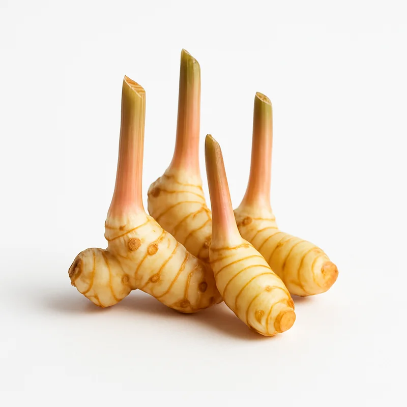 Galangal — image 2 of 3