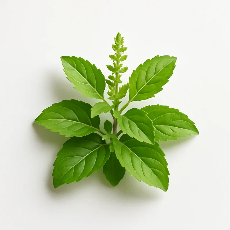 Holy Basil (Tulsi)