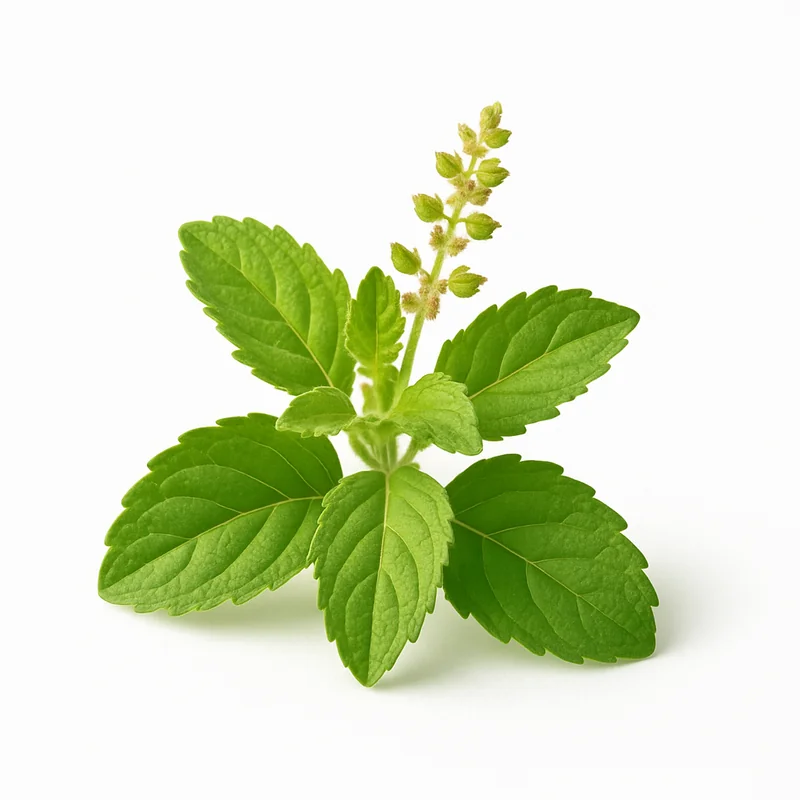 Holy Basil (Tulsi) — image 3 of 3