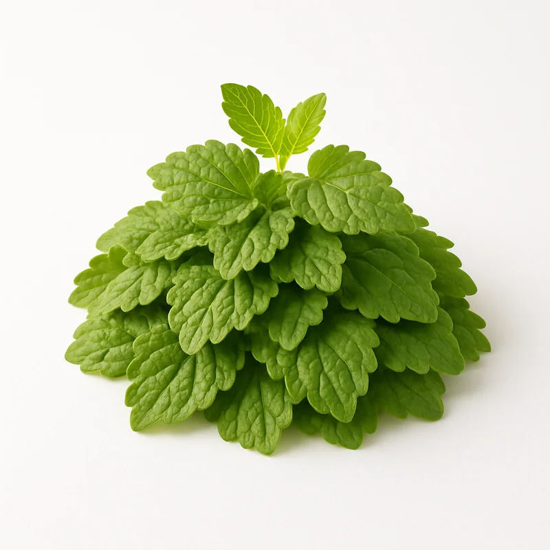 Lemon Balm (Dried)