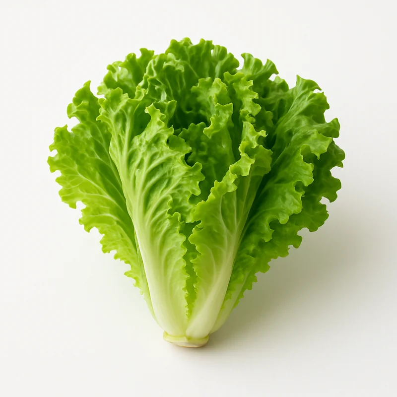 Lettuce — image 1 of 1