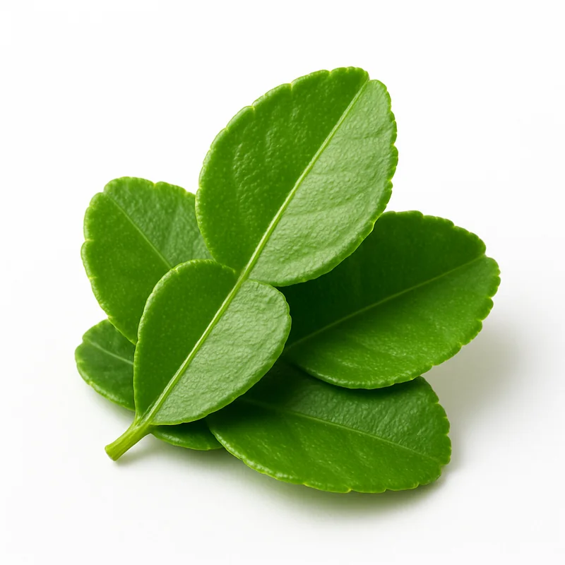 Makrut Lime Leaf — image 3 of 3