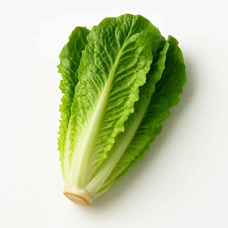 Romaine Lettuce — image 1 of 1