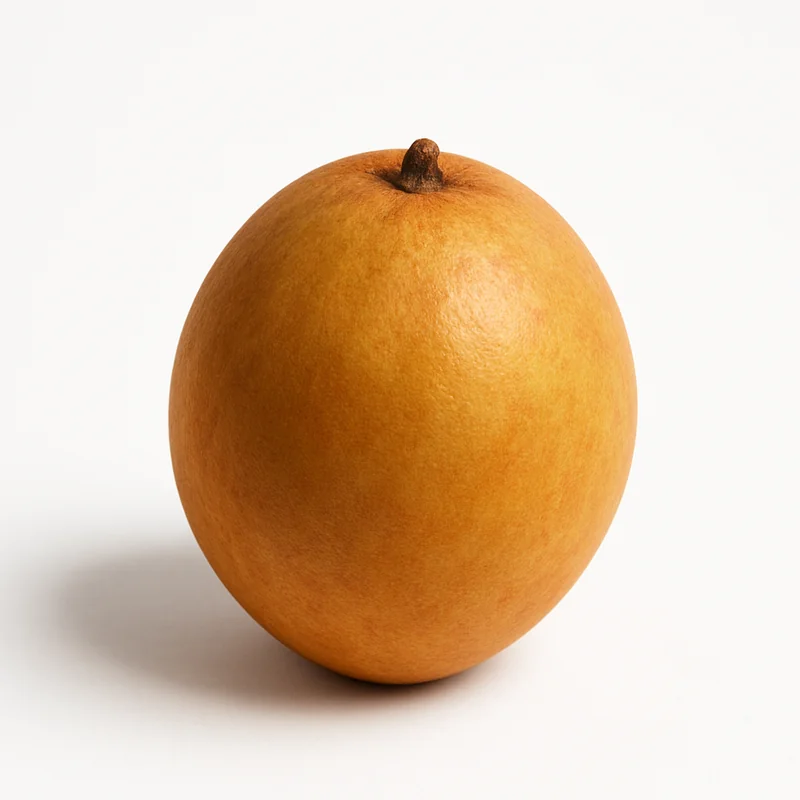 Sapodilla — image 1 of 1
