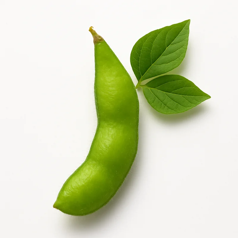 Soybean — image 1 of 1