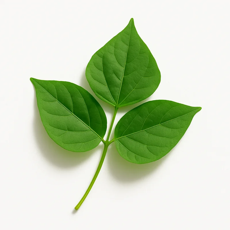 Winged Bean Leave — image 1 of 1