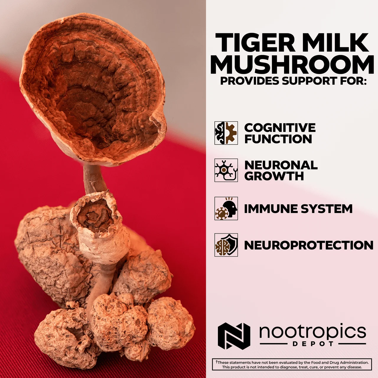Tiger Milk Mushroom Capsules — image 7 of 7