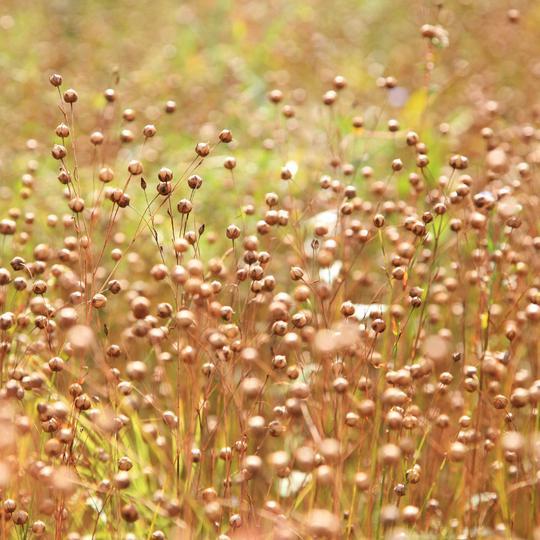 Ground Golden Flax Seeds — image 2 of 3